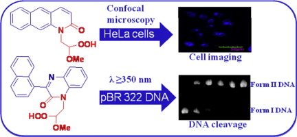 confocal microscopy